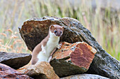 Stelvio National Park, Lombardy, Italy, Ermine