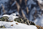 Stelvio National Park, Trentino Alto Adige, Italy, Ptarmigan