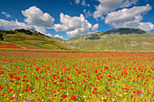 Europe, Italy, Umbria, Perugia district, Castelluccio of Norcia