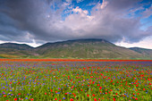 Europe, Italy, Umbria, Perugia district, Castelluccio of Norcia