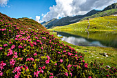 Orobie alps, Valtellina, rhododendrons at Porcile lake, Lombardy, Italy