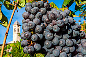 Black grapes at Valtellina, Lombardy, Italy