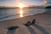 The caribbean sunset frames the remains of tree trunks on Ffryers Beach Antigua and Barbuda Leeward Islands West Indies