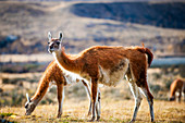 Torres del Paine National Park, Patagonia, Chile, South America, Couple of guanacos