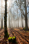 Sassofratino Reserve, Foreste Casentinesi National Park, Badia Prataglia, Tuscany, Italy, Europe, Sun rays in the mist