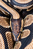 The royal python Python regius