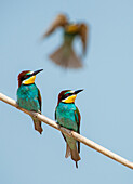 Canneto sull'Oglio, Mantova, Lombardy, Italy Copy of bee-eaters on a branch, Canneto sull'Oglio, Mantova, Italy