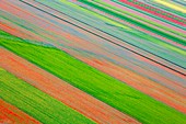 Europe, Italy, Umbria, Perugia district, Castelluccio of Norcia, Flowering