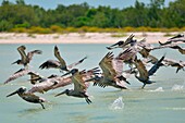Some pelicans taking flight on the island of Holbox, Mexico