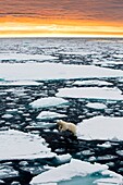 A polar bear leaps between ice floes floating in the high arctic ocean north of spitsbergen, at sunset
