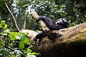 A wild Chimp resting on a log in Kibale Forest, Uganda