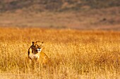 Lioness hunting at sunset in ngorongoro