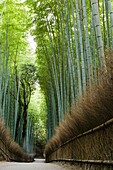 A low angle image from the famous Arashiyama bamboo grove near Kyoto, Japan
