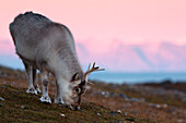 A Svalbard reindeer grazing at sunset in Spitsbergen, Svalbard