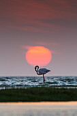 Flamingo at sunset in Walvis Bay lagoon, western Namibia