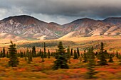 The fall colors of the tundra in the Denali area, Alaska, panning shot from a moving bus