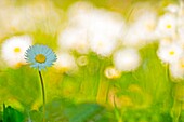 Garda Lake, Brescia, Lombardy, Italy A field of daisies photographed with the Meyer Trioplan