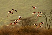Lake Bogoria, Kenya, Africa A group of flamingos in flight at Lake Bogoria
