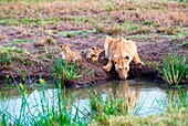 Masai Mara Park, Kenya, Africa A family of lions taken while drinking