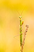 Palude Luna, Brescia, Lombardy, Italy A male mantis shooting on a small branch