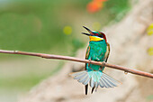 Canneto sull'Oglio, Mantova, Lombardy, Italy The bee-eater Merops Merops Linnaeus, 1758  is photographed while resting a branch