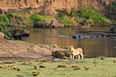 Masai Mara Park, Kenya, Africa A young male lion taken in the park of the Masai Mara, In the background a river with hippos