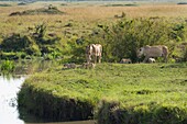 Masai Mara Park, Kenya, Africa Family of lions photographed in the Masai mara