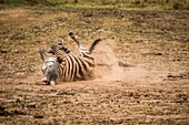 Masai Mara Park, Kenya, Africa A zebra is rolling in the sand