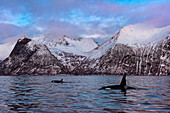 Mefjordv?r, Senja, Norway