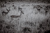 Masai Mara Park, Kenya, Africa A group of gazelles grazing in the Masai Mara