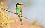 Bee eater (merops apiaster) at Majorca, Spain.