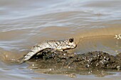Mudskipper, Periophthalmus sp , climbing out of the water, The Gambia