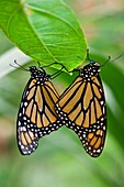 Monarch Butterfly Mating Benalmadena Butterfly Park, Benalmadena, Malaga, Spain