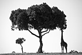 Giraffe feeding on tree