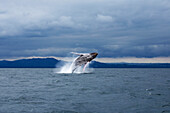 Humpback whale jumping in sea against dramatic sky