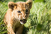 Close-up of lion cub roaring in grass