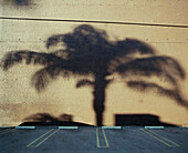 Shadow of palm tree on wall in parking lot