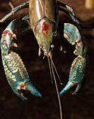 Close-up of crayfish outdoors