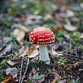 Close-up of fly agaric mushroom growing on land in forest