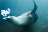 Side view of seal swimming underwater