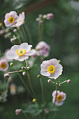 Close-up of white poppy flowers blooming at park