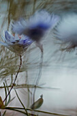 Close-up of purple flowers blooming outdoors