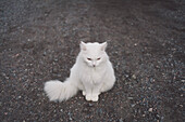 High angle view of white cat sitting on gravel