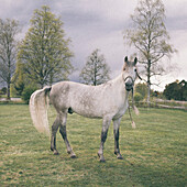 Side view portrait of white horse standing in grassy field