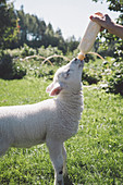 Man's hand feeding lamb with milk bottle on grass