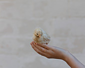 Close-up of woman's hand holding baby chicken
