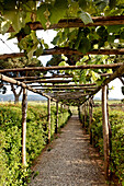 Italy, Tuscany, alley with grapes of an arbour