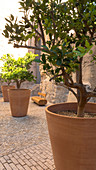 France, South-Eastern France, French Riviera, Marseille, potted trees in the courtyard of the Fort St Jean