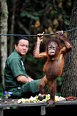 South-East Asia, Malaysia, Borneo, Sabah, Orangutan in the Shangri-La hotel Reserve