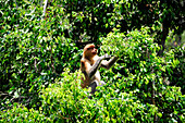 South-East Asia, Malaysia, Borneo, Sabah, Labuk Bay, Natural Reserve sheltering  proboscis monkeys